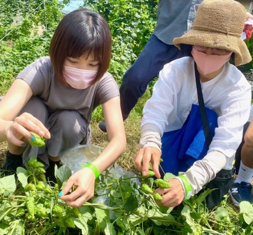 ８kgのホップを収穫。たっぷり汗をかいて、みんなで収穫体験。