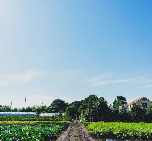 「こくベジ便の配達とその可能性」