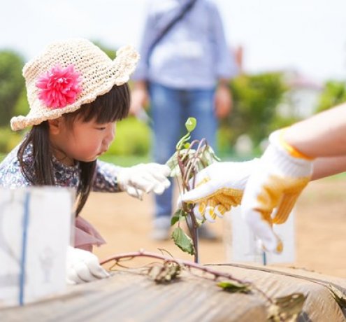 タネ？苗？ 野菜によって異なる最初の姿