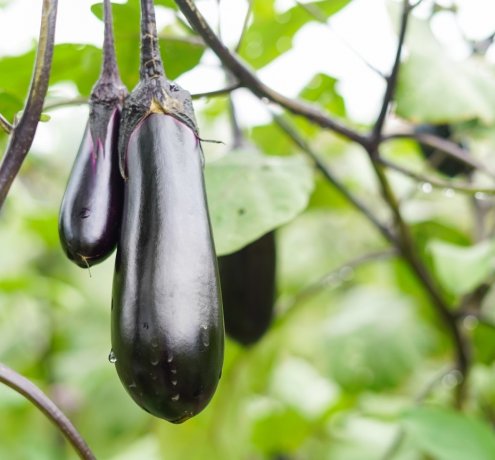 同じ畑に「通う」ことで、野菜から季節の移ろいを感じる