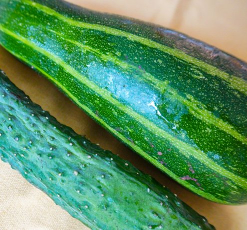 キュウリとズッキーニを比べて、触って、観察してみよう！