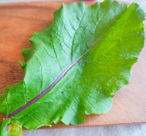 葉っぱの筋は何色かな？形はどうかな？