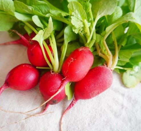 葉っぱの筋は何色かな？形はどうかな？