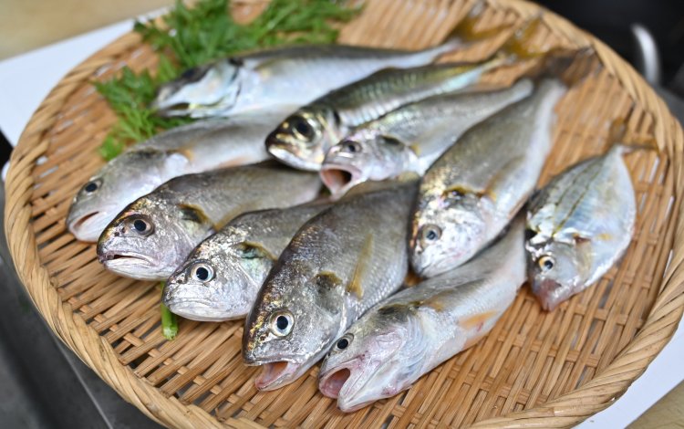 東京湾で何が釣れるの？
