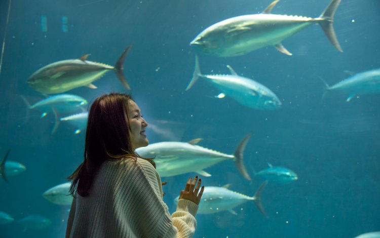 マグロ大水槽など見どころいっぱい！
