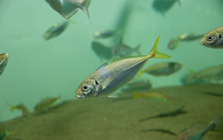 まるで料亭！？ 食卓に並ぶ魚がいっぱい
