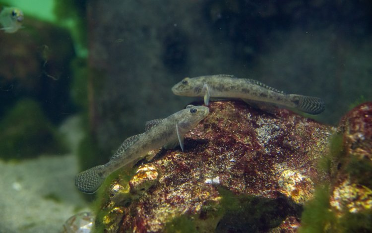 まるで料亭！？ 食卓に並ぶ魚がいっぱい