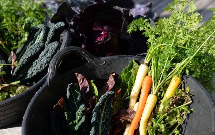 カラフルな野菜どう使う？