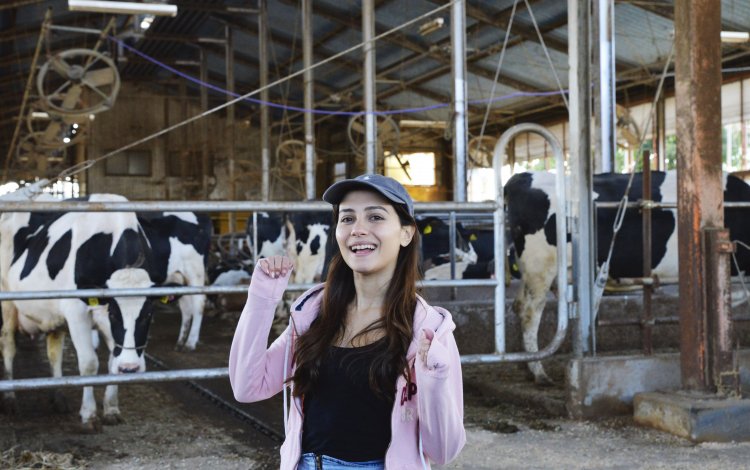 東京の牛について学ぼう