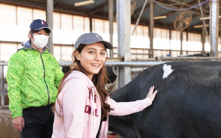 ホルスタインやジャージー牛など約120頭