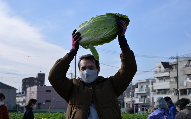下山千歳白菜【しもやまちとせはくさい】