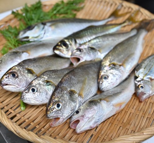 東京湾で何が釣れるの？