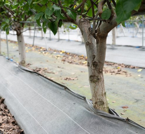 新しい栽培法「盛土式根圏制御栽培法」の導入