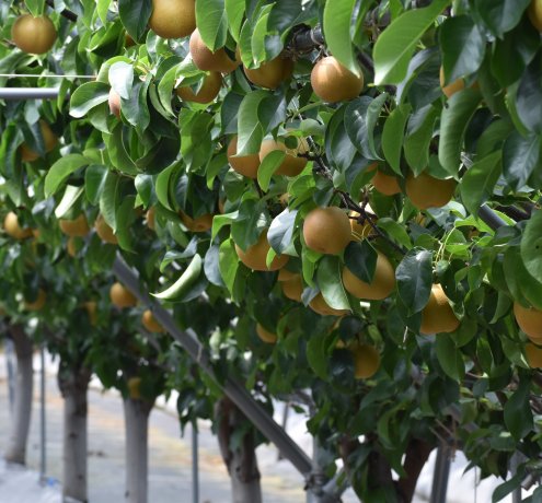 新しい栽培法「盛土式根圏制御栽培法」の導入