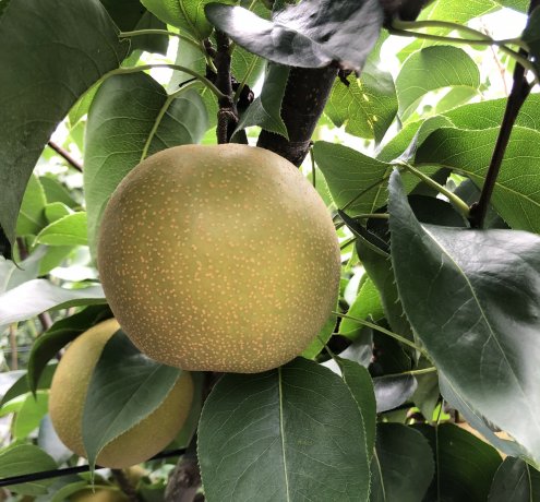 新しい栽培法「盛土式根圏制御栽培法」の導入