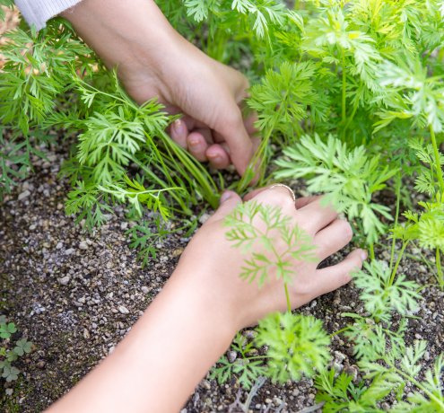 ”間引き”もしっかりすることが大切