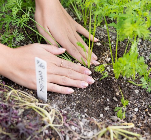 ”間引き”もしっかりすることが大切