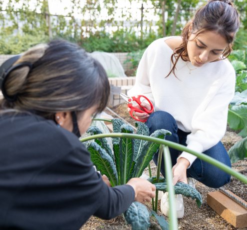 こまめにお世話をすれば楽しみも増える！