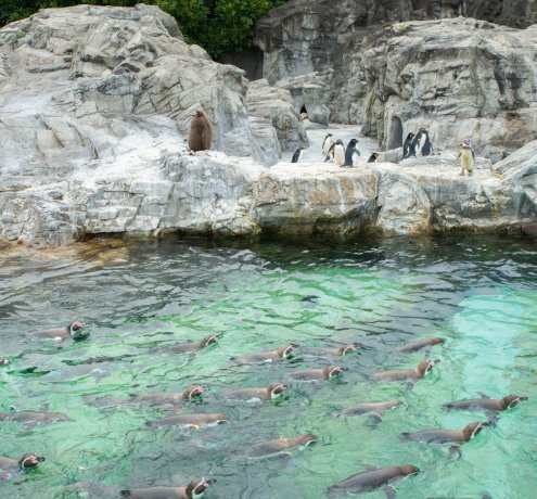 マグロ大水槽など見どころいっぱい！