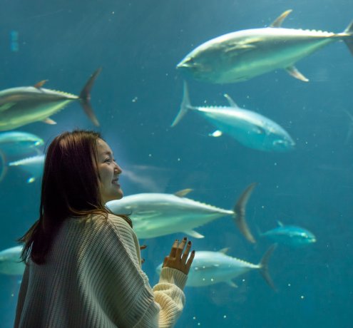 マグロ大水槽など見どころいっぱい！