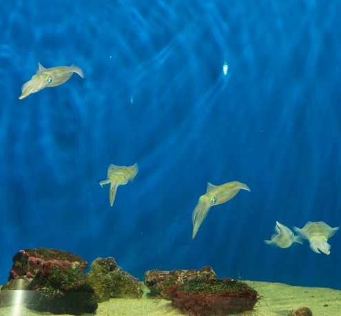 まるで料亭！？ 食卓に並ぶ魚がいっぱい