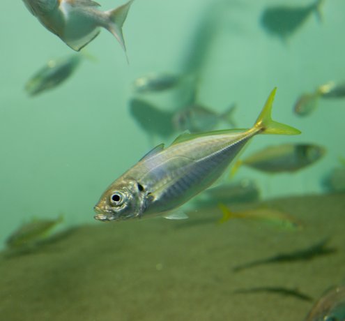 まるで料亭！？ 食卓に並ぶ魚がいっぱい