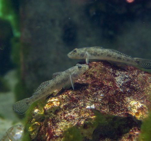 まるで料亭！？ 食卓に並ぶ魚がいっぱい