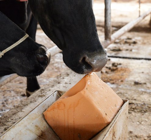 ミルクや餌を与えて健やかな成長をサポート！