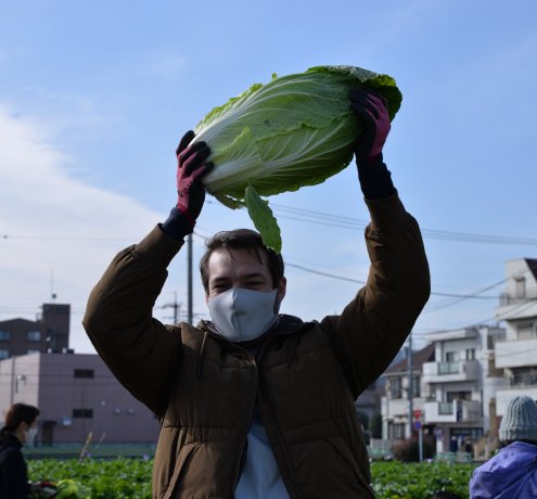 下山千歳白菜【しもやまちとせはくさい】