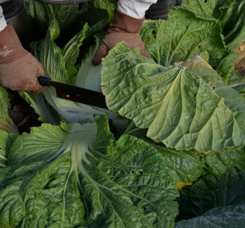 下山千歳白菜【しもやまちとせはくさい】