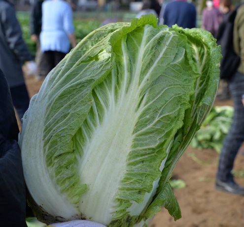 下山千歳白菜【しもやまちとせはくさい】