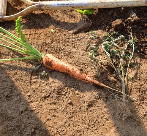 滝野川大長ニンジン【たきのがわおおながにんじん】