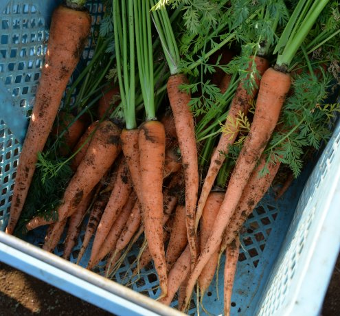 滝野川大長ニンジン【たきのがわおおながにんじん】
