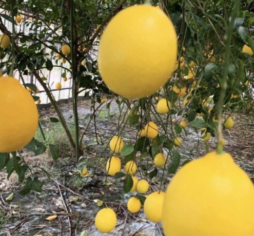 生産者からの声