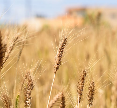 柳久保小麦粉をハント！