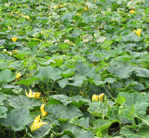 『環境と調和する農業を目指して』