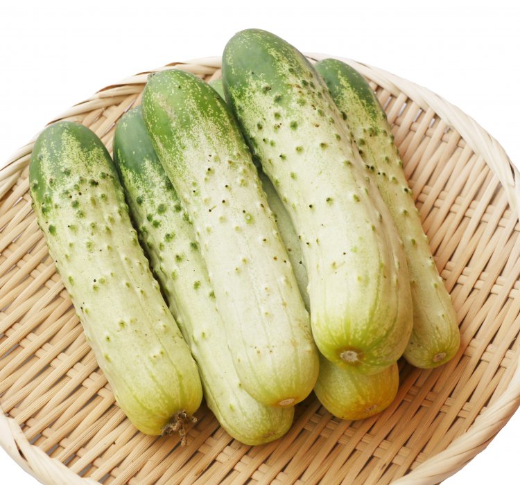 馬込半白キュウリ