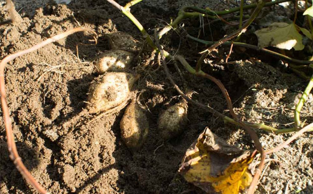 新島村ふれあい農園