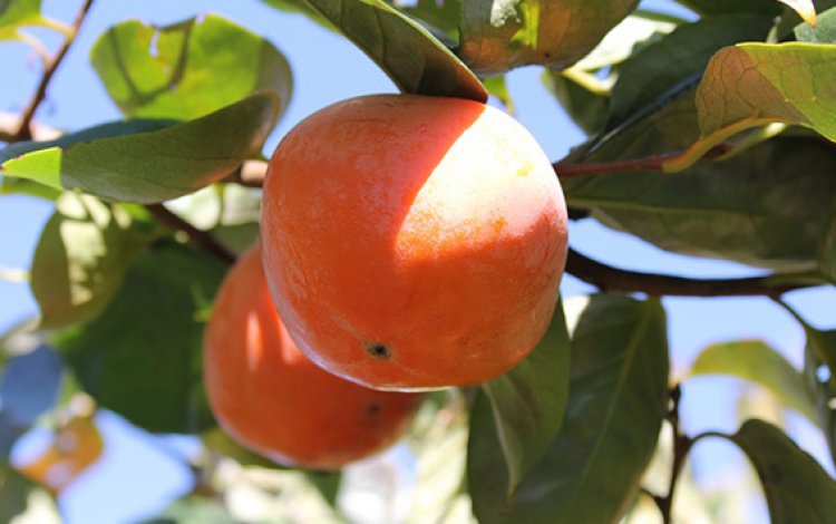 『東京の秋～たわわに実る柿～』