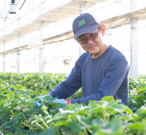 『みんなに優しい　安全・安心ないちご狩り農園』