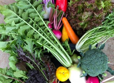 やすだ農園のビーツドレッシングとブルーベリー酢とカラフル野菜のセット