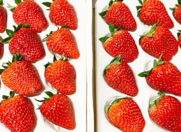 東京国分寺産の完熟イチゴ