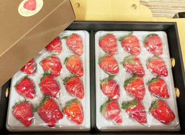 東京国分寺産の完熟イチゴ