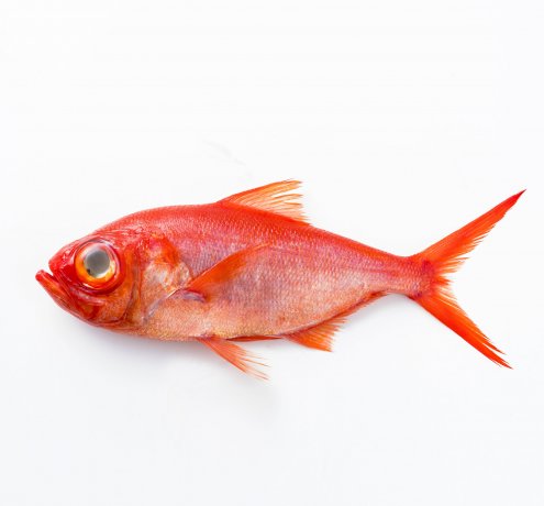 キンメダイ登場