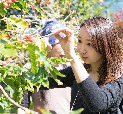 『小笠原コーヒー手作り体験ツアー』