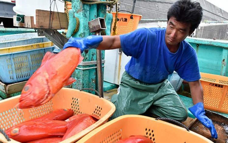 『キンメダイ一本釣り漁師に転身した都会っこ　小泉和彦さん』