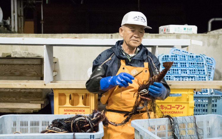『伊豆大島の水産業を支えるイセエビ漁師』