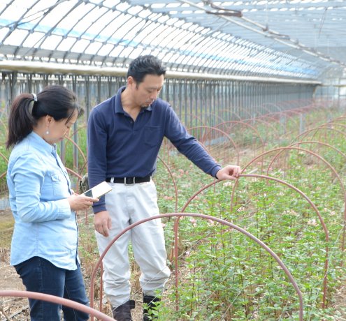 『大島でブバルディアを栽培』