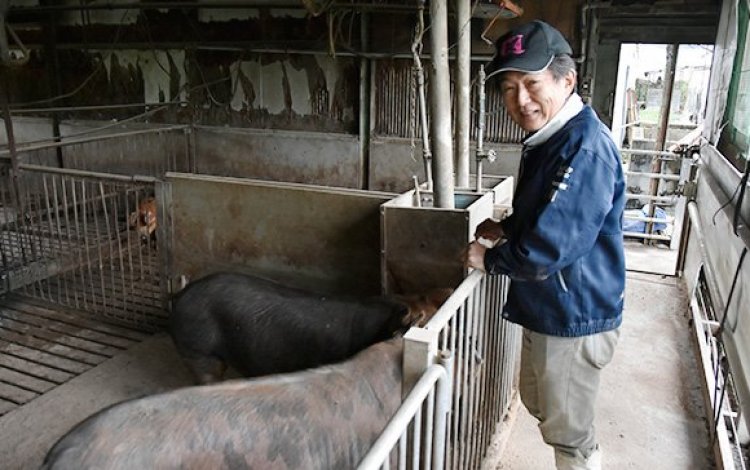 『東京のブランド豚「TOKYO X」を生産する　澤井保人さん』