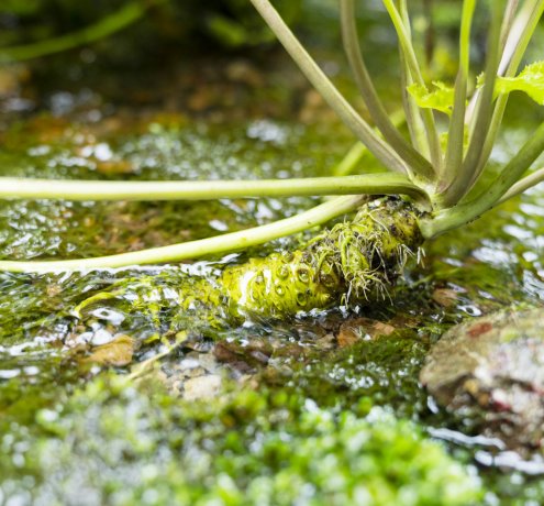 『奥多摩のわさびと酒粕でつくる地元産わさび漬け』